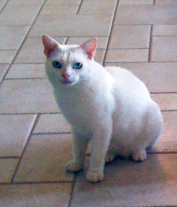 O personagem dessa história é Gorki, meu gato branco